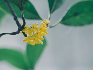 家里为什么不能种桂花