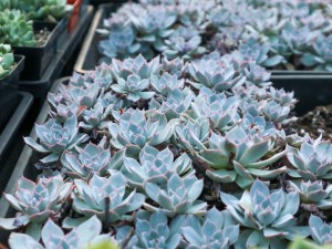 蓝石莲摊大饼是怎么回事