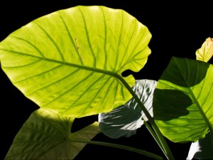 海芋花的图片欣赏