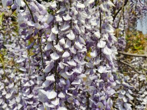 紫藤的花语和寓意，有什么传说故事