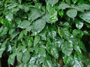 绿宝树掉叶子怎么办