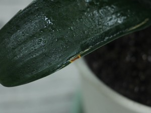 君子兰烂叶子怎么办