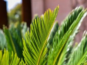 苏铁叶子长太长怎么办