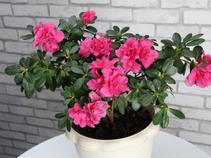 北方冬天怎么养杜鹃