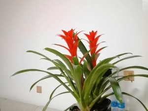 鸿运当头叶子枯了怎么办