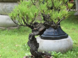 家里的花长成歪脖子树？学这1招，10天立马正回来！