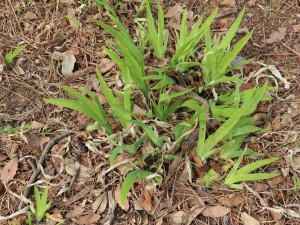 鸢尾为什么不开花