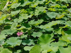 荷花不开花是什么原因