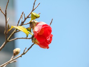 茶花上盆后叶子萎缩怎么办