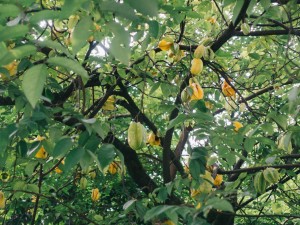 杨桃怎么吃有什么禁忌，不能跟什么一起吃