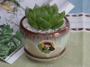 玉露徒长后怎么处理