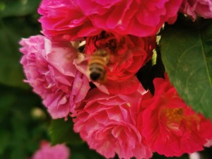 蔷薇花叶子发黄怎么办