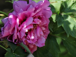 牡丹花能放在卧室养吗