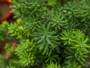 红豆杉有什么作用