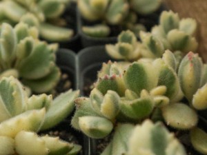 熊童子什么时候开花