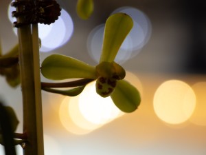 兰花秋天怎么养