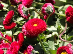 雏菊怎么养，雏菊花期