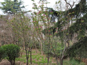 海棠花虫害及防治大全