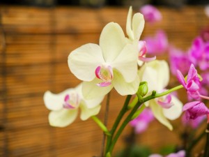 蝴蝶兰叶子发黄怎么办