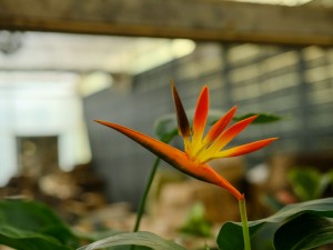 鹤望兰的品种大全