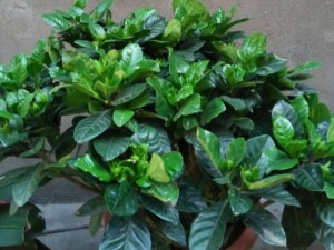 栀子花叶子长黑斑点怎么办