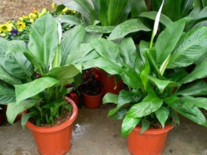 白鹤芋叶子为什么蔫了？白鹤芋叶子蔫了怎么办？