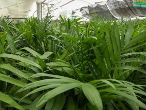 夏威夷椰子叶子发黄怎么办