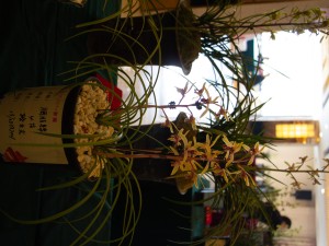 兰花茎腐病用什么药