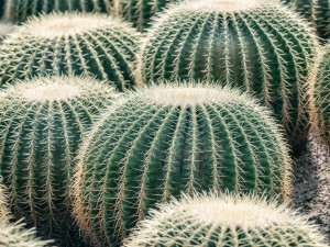 仙人球如何播种