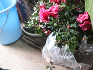 杜鹃花掉叶子是什么原因