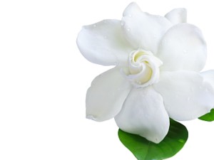 栀子花花苞掉落怎么办