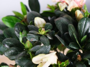 杜鹃花黄叶的原因和处理办法