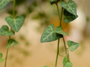 常春藤怎么修剪