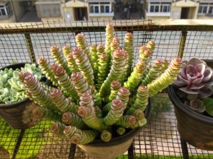 多肉植物钱串子叶子干瘪发软枯萎怎么办？