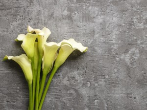 马蹄莲叶子发黄怎么办