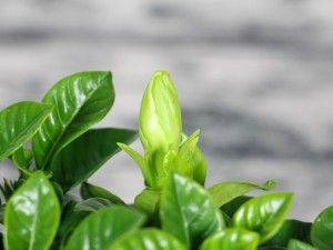 栀子花老黄叶子，花苞变黑怎么办？