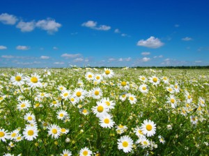 菊花叶子变黑怎么回事