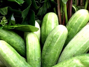 阳台种黄瓜常见虫害及防治方法