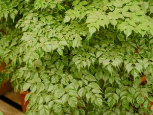 幸福树受冻了怎么办