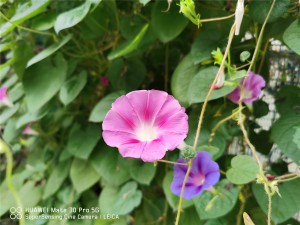 牵牛花黄叶的原因和处理办法