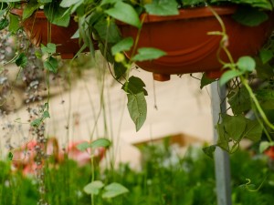 锦屏藤的养殖方法和注意事项