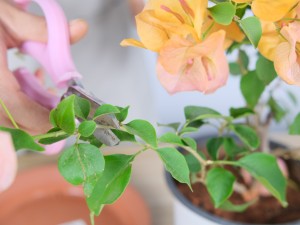 三角梅嫁接方法