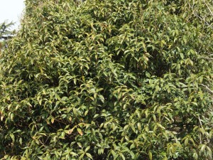 桂花冬春交替怎么养护