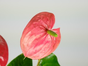 红掌的风水作用