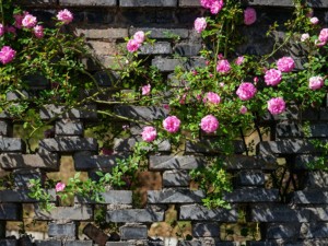 蔷薇花怎么浇水