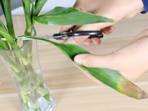 水养富贵竹发黄怎么办