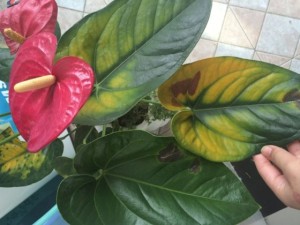 红掌叶子发黄怎么办 红掌叶子黄了怎么补救