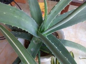 芦荟叶子干瘪怎么办？