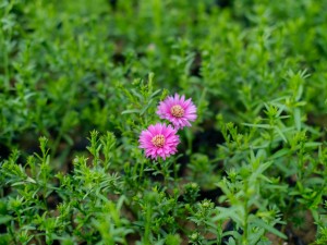 菊花黄叶的原因和处理办法