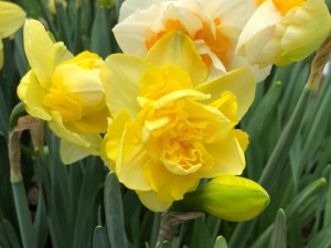 洋水仙有什么作用